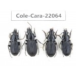 Carabidae sp. China, Yunnan, Zhaotong, Yiliang county. 4Pcs. Cole-Cara-22064.