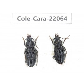 Carabidae sp. China, Yunnan, Zhaotong, Yiliang county. 4Pcs. Cole-Cara-22064.
