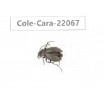 Carabidae sp. China, Tibet, Linzhi, Bomi county. 1Pcs. Cole-Cara-22067.