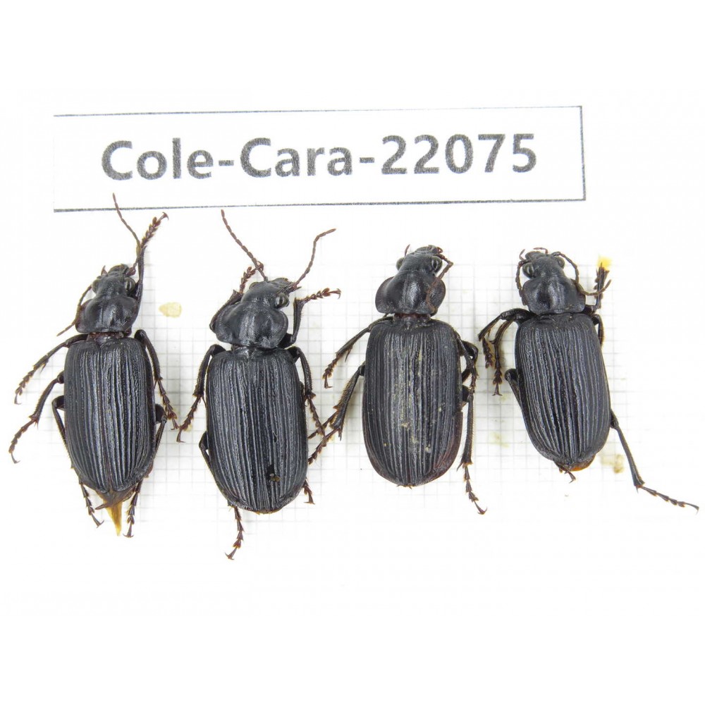 Carabidae sp. China, Yunnan, Dehong, Longchuan. 4Pcs. Cole-Cara-22075.
