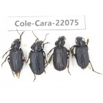 Carabidae sp. China, Yunnan, Dehong, Longchuan. 4Pcs. Cole-Cara-22075.