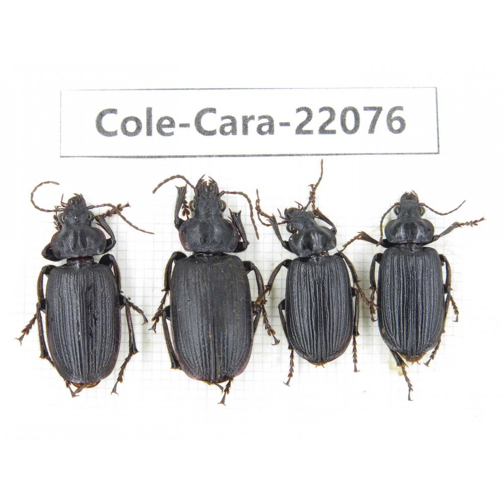 Carabidae sp. China, Yunnan, Dehong, Longchuan. 4Pcs. Cole-Cara-22076.