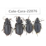 Carabidae sp. China, Yunnan, Dehong, Longchuan. 4Pcs. Cole-Cara-22076.