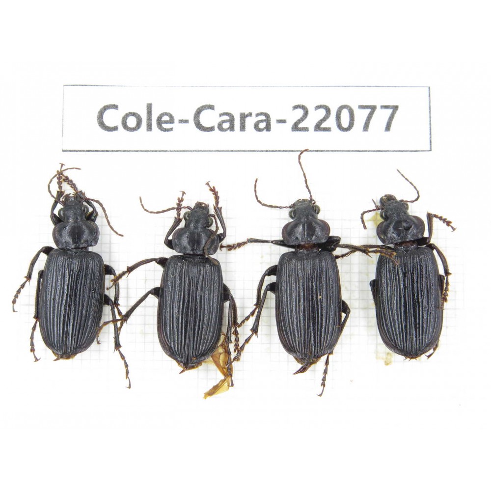 Carabidae sp. China, Yunnan, Dehong, Longchuan. 4Pcs. Cole-Cara-22077.