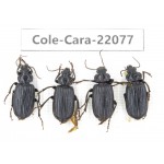 Carabidae sp. China, Yunnan, Dehong, Longchuan. 4Pcs. Cole-Cara-22077.