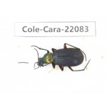 Carabidae sp. China, Yunnan, Dehong, Longchuan. 1Pcs. Cole-Cara-22083.
