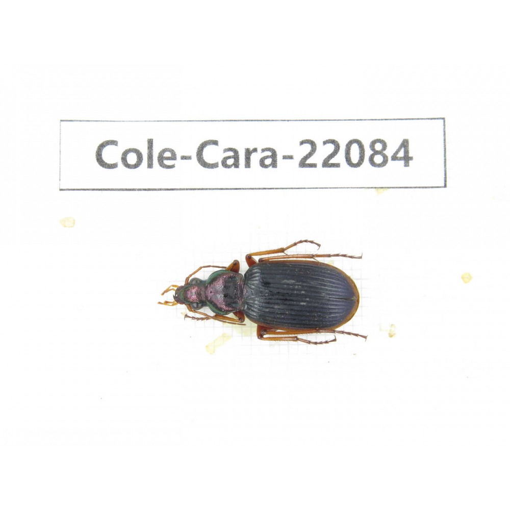 Carabidae sp. China, Yunnan, Dehong, Longchuan. 1Pcs. Cole-Cara-22084.