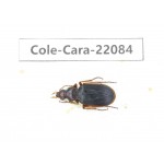 Carabidae sp. China, Yunnan, Dehong, Longchuan. 1Pcs. Cole-Cara-22084.