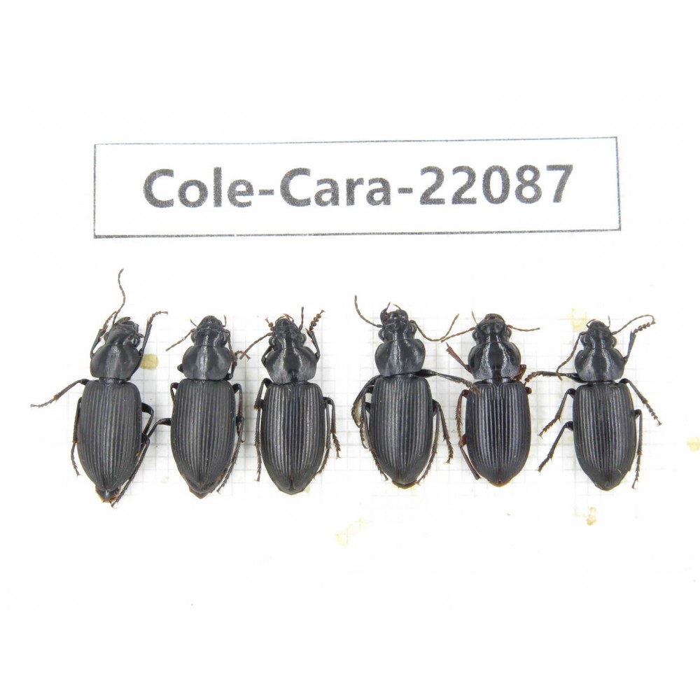 Carabidae sp. China, Yunnan, Dehong, Longchuan. 6Pcs. Cole-Cara-22087.