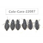 Carabidae sp. China, Yunnan, Dehong, Longchuan. 6Pcs. Cole-Cara-22087.