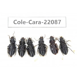 Carabidae sp. China, Yunnan, Dehong, Longchuan. 6Pcs. Cole-Cara-22087.