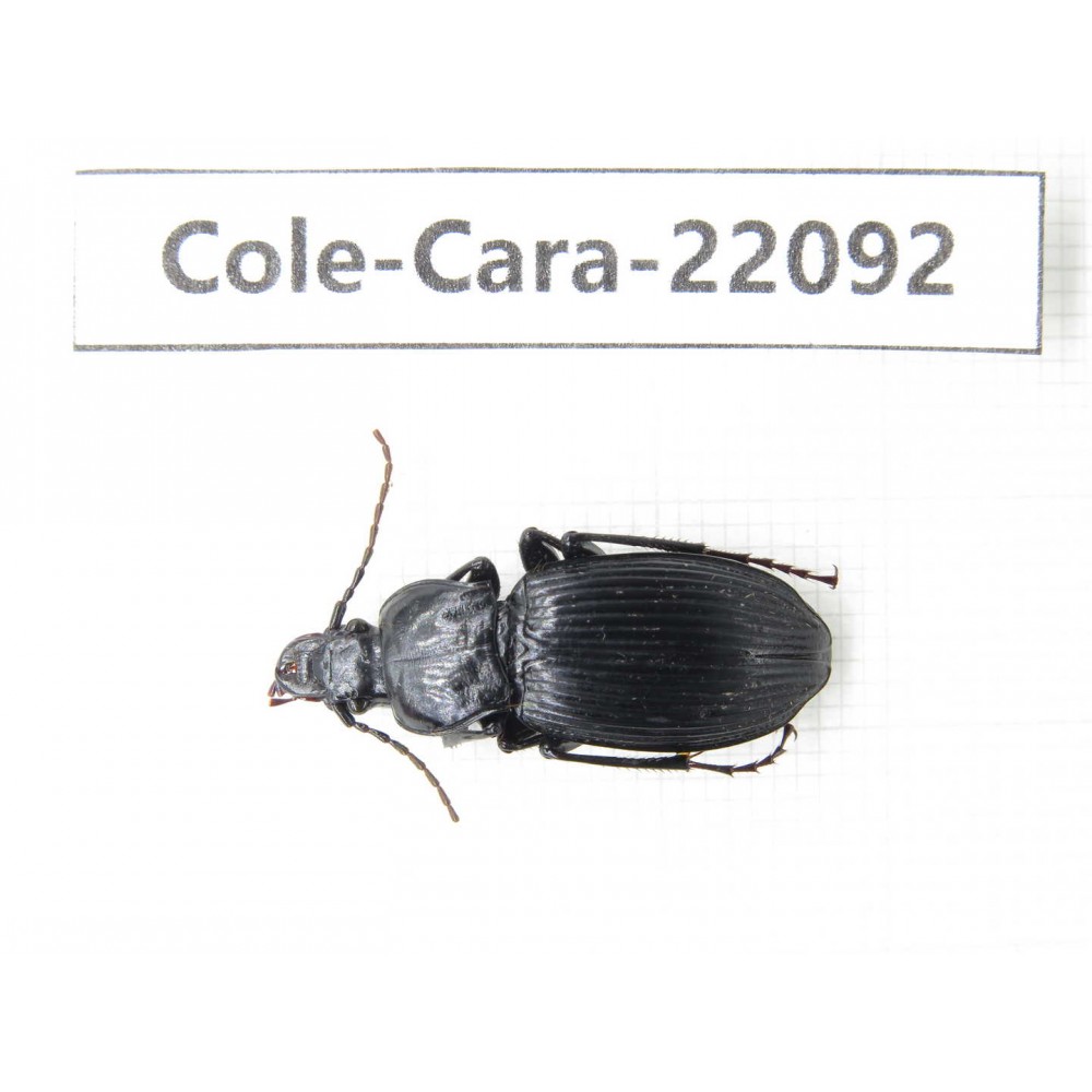 Carabidae sp. Myanmar, Kechin, Nanse. 1Pcs. Cole-Cara-22092.