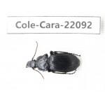 Carabidae sp. Myanmar, Kechin, Nanse. 1Pcs. Cole-Cara-22092.