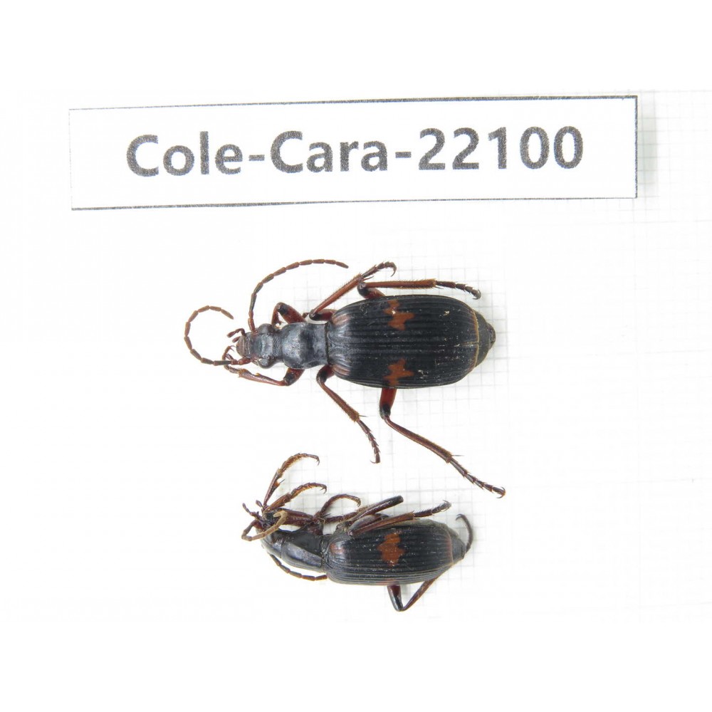 Carabidae sp. Myanmar, Kechin, Nanse. 2Pcs. Cole-Cara-22100.