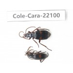 Carabidae sp. Myanmar, Kechin, Nanse. 2Pcs. Cole-Cara-22100.