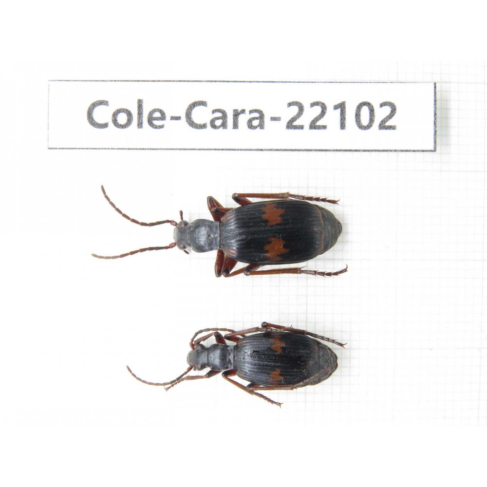Carabidae sp. Myanmar, Kechin, Nanse. 2Pcs. Cole-Cara-22102.
