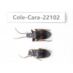 Carabidae sp. Myanmar, Kechin, Nanse. 2Pcs. Cole-Cara-22102.