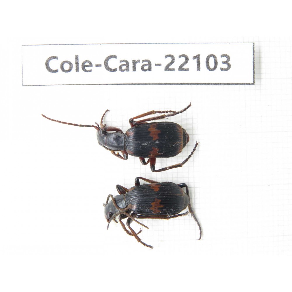 Carabidae sp. Myanmar, Kechin, Nanse. 2Pcs. Cole-Cara-22103.