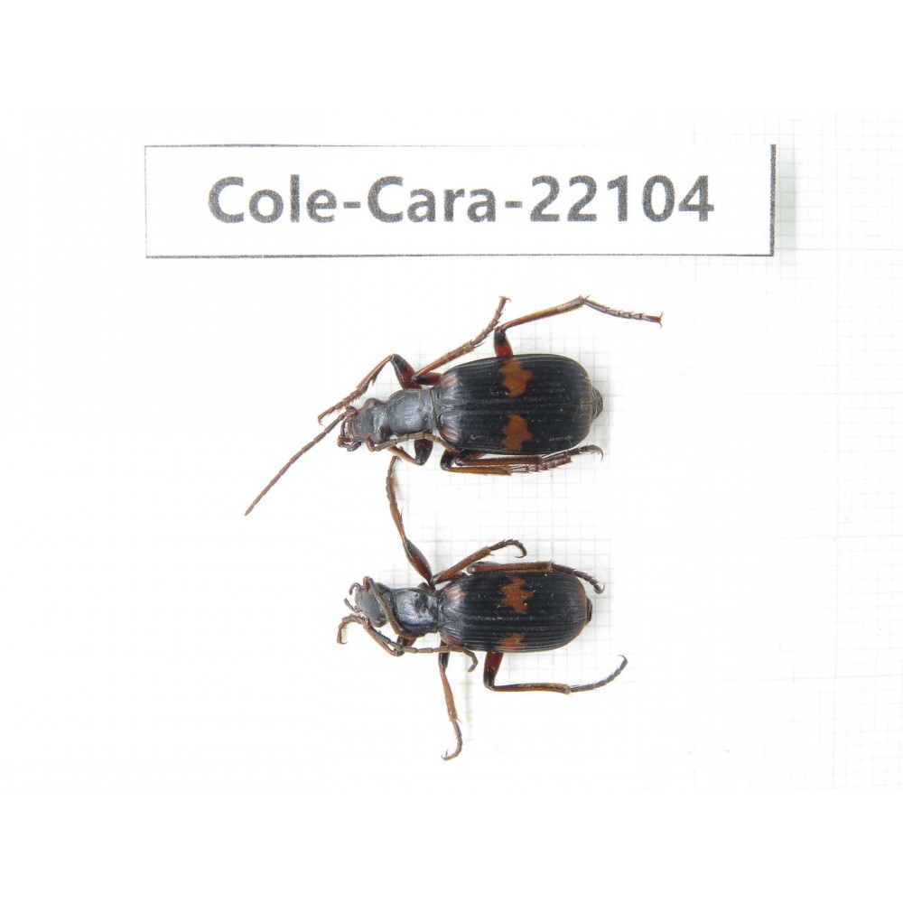 Carabidae sp. Myanmar, Kechin, Nanse. 2Pcs. Cole-Cara-22104.