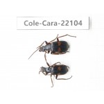 Carabidae sp. Myanmar, Kechin, Nanse. 2Pcs. Cole-Cara-22104.