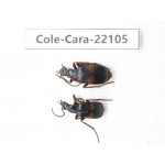 Carabidae sp. Myanmar, Kechin, Nanse. 2Pcs. Cole-Cara-22105.