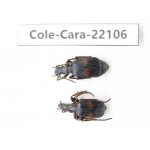 Carabidae sp. Myanmar, Kechin, Nanse. 2Pcs. Cole-Cara-22106.