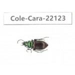 Carabidae sp. China, Guangxi, Baise, Mt.Cenwanglaoshan. 1Pcs. Cole-Cara-22123.