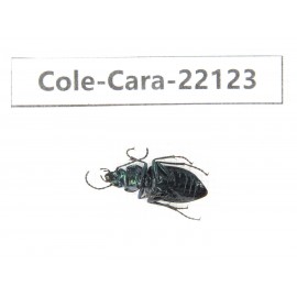 Carabidae sp. China, Guangxi, Baise, Mt.Cenwanglaoshan. 1Pcs. Cole-Cara-22123.