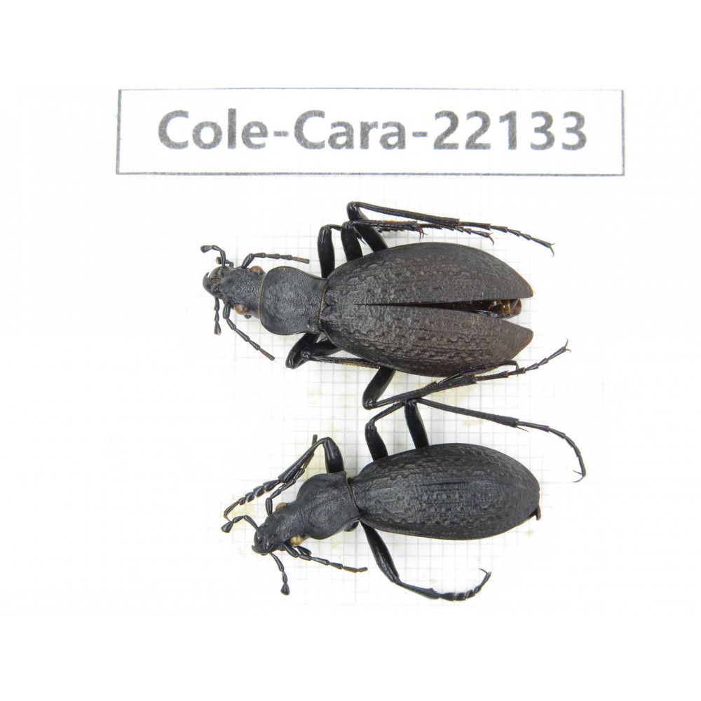 Carabidae sp. China, Yunnan, Xiangerila, Mt.Baimaxueshan. 2Pcs. Cole-Cara-22133.