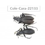 Carabidae sp. China, Yunnan, Xiangerila, Mt.Baimaxueshan. 2Pcs. Cole-Cara-22133.