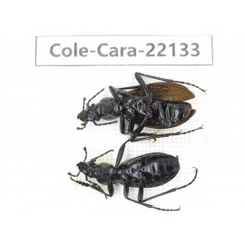 Carabidae sp. China, Yunnan, Xiangerila, Mt.Baimaxueshan. 2Pcs. Cole-Cara-22133.