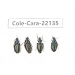 Carabidae sp. China, Tibet, Linzhi, Bomi county. 4Pcs. Cole-Cara-22135.
