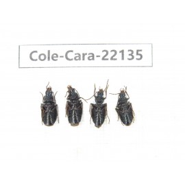 Carabidae sp. China, Tibet, Linzhi, Bomi county. 4Pcs. Cole-Cara-22135.