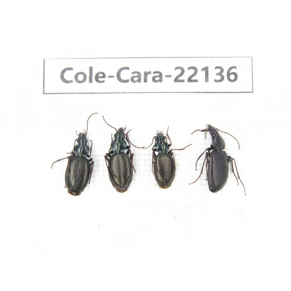 Carabidae sp. China, Tibet, Linzhi, Bomi county. 4Pcs. Cole-Cara-22136.