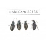 Carabidae sp. China, Tibet, Linzhi, Bomi county. 4Pcs. Cole-Cara-22136.