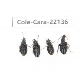 Carabidae sp. China, Tibet, Linzhi, Bomi county. 4Pcs. Cole-Cara-22136.