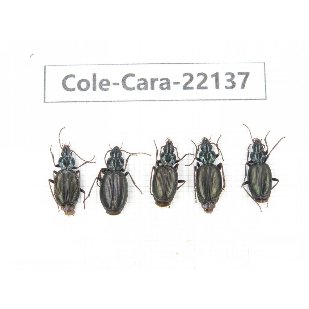 Carabidae sp. China, Tibet, Linzhi, Bomi county. 5Pcs. Cole-Cara-22137.