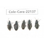 Carabidae sp. China, Tibet, Linzhi, Bomi county. 5Pcs. Cole-Cara-22137.