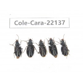 Carabidae sp. China, Tibet, Linzhi, Bomi county. 5Pcs. Cole-Cara-22137.