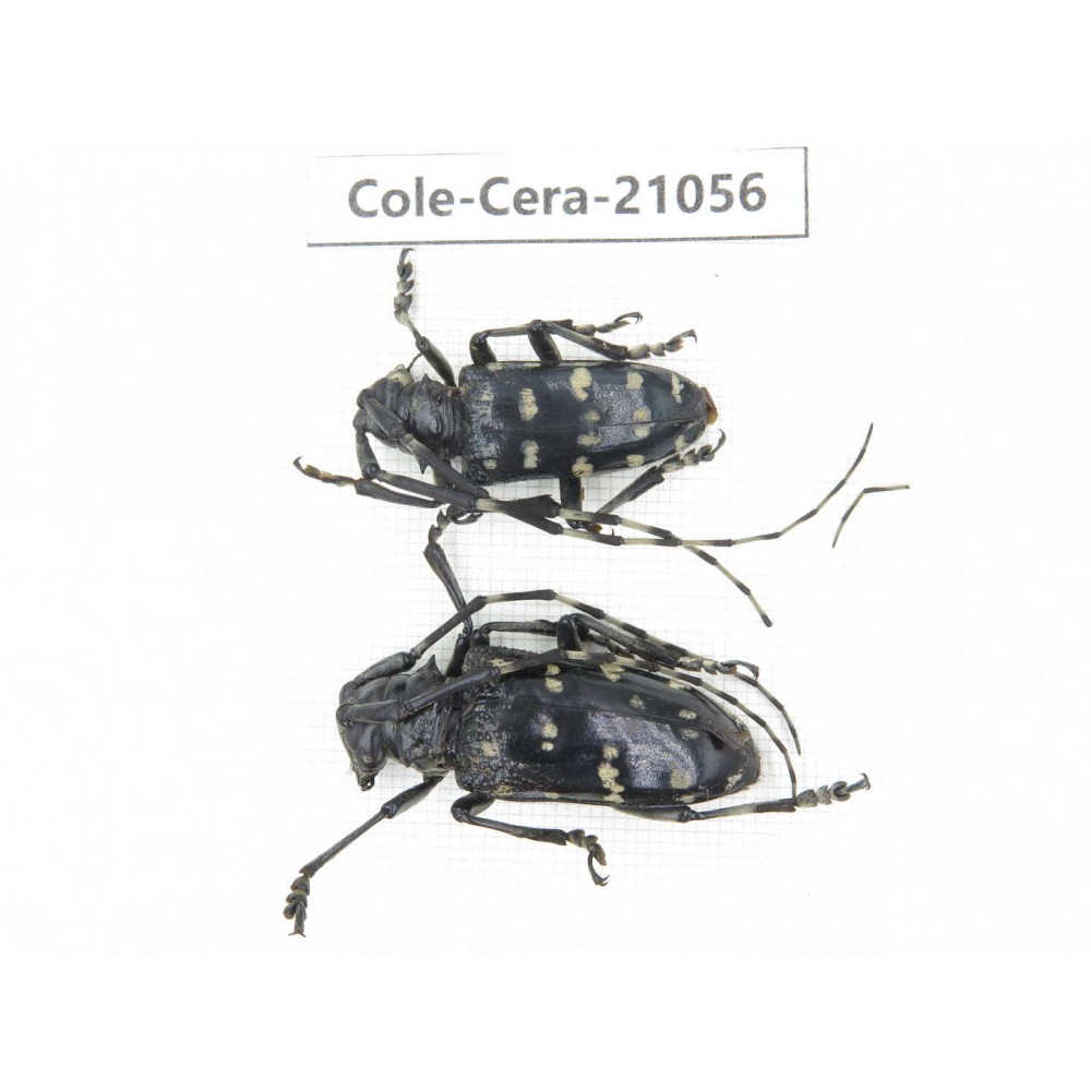 Cerambycidae sp. China, Yunnan, Honghe, Jinping county. 2Pcs. Cole-Cera-21056.