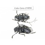 Cerambycidae sp. China, Yunnan, Honghe, Jinping county. 2Pcs. Cole-Cera-21056.