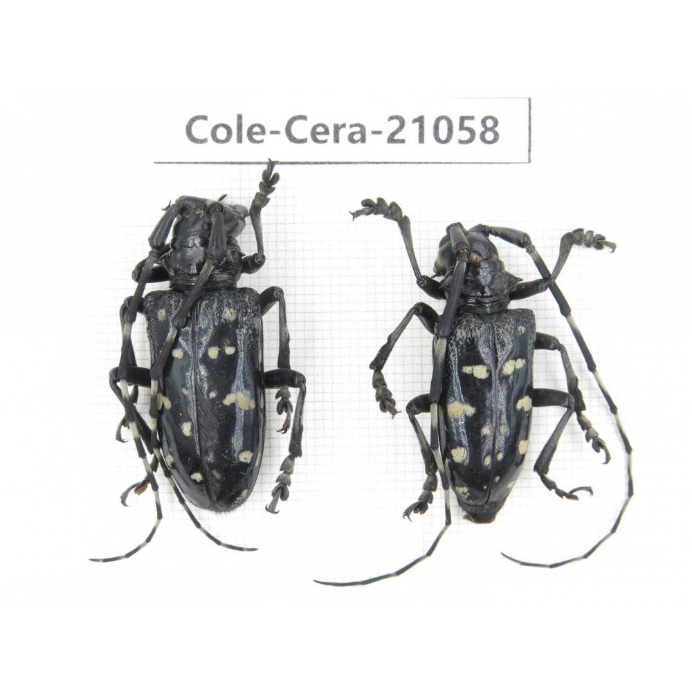 Cerambycidae sp. China, Yunnan, Honghe, Jinping county. 2Pcs. Cole-Cera-21058.