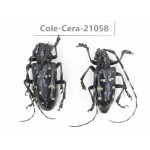 Cerambycidae sp. China, Yunnan, Honghe, Jinping county. 2Pcs. Cole-Cera-21058.