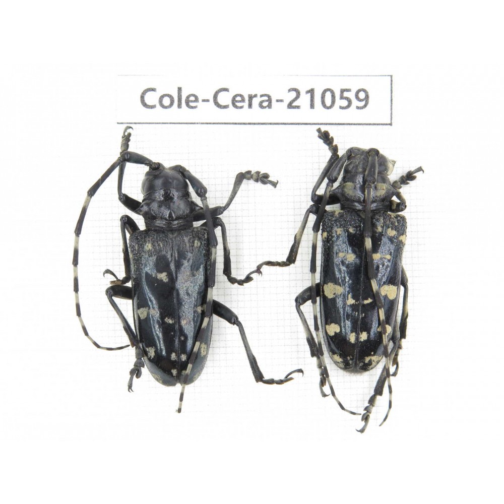 Cerambycidae sp. China, Yunnan, Honghe, Jinping county. 2Pcs. Cole-Cera-21059.