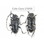 Cerambycidae sp. China, Yunnan, Honghe, Jinping county. 2Pcs. Cole-Cera-21059.