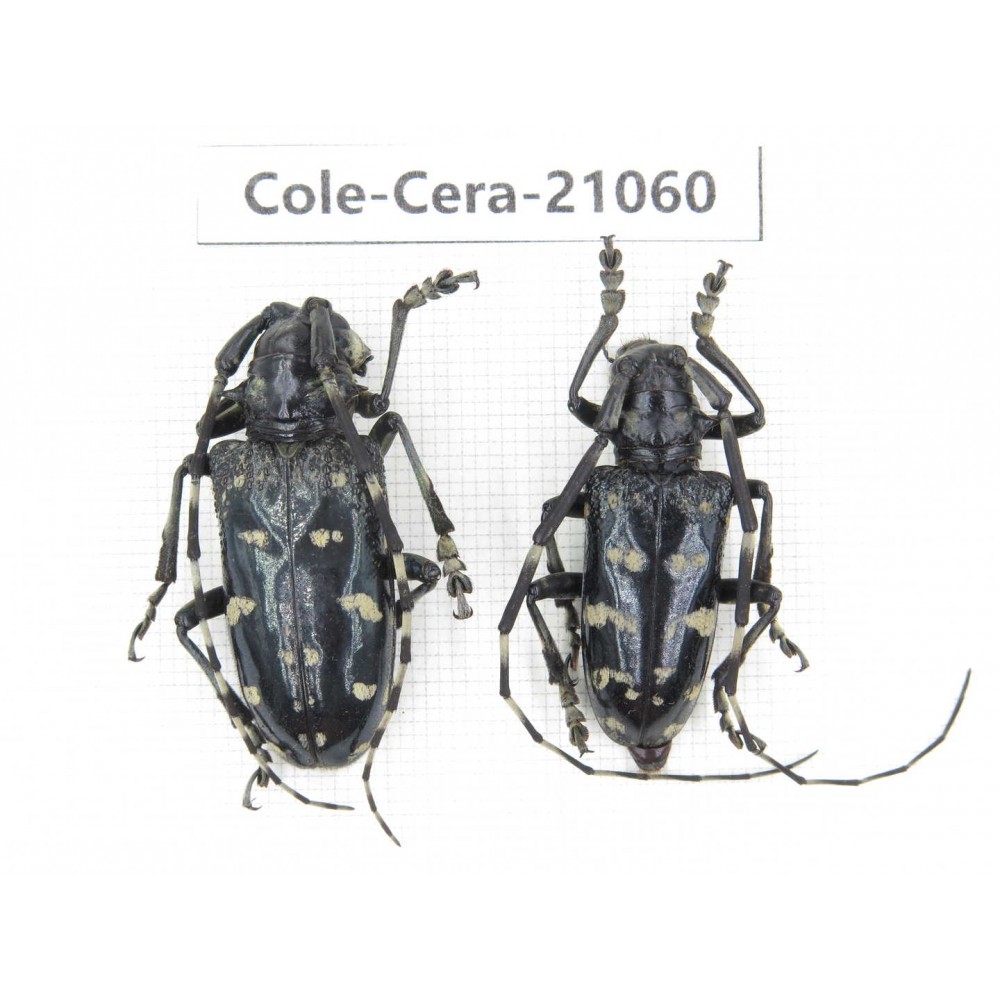 Cerambycidae sp. China, Yunnan, Honghe, Jinping county. 2Pcs. Cole-Cera-21060.