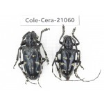 Cerambycidae sp. China, Yunnan, Honghe, Jinping county. 2Pcs. Cole-Cera-21060.