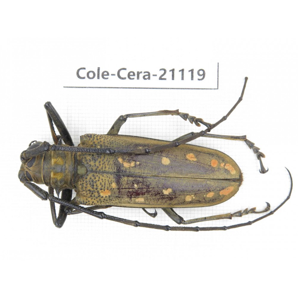 Cerambycidae sp. China, Yunnan, Honghe, Jinping county. 1Pcs. Cole-Cera-21119.