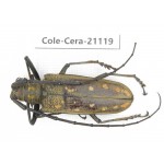 Cerambycidae sp. China, Yunnan, Honghe, Jinping county. 1Pcs. Cole-Cera-21119.