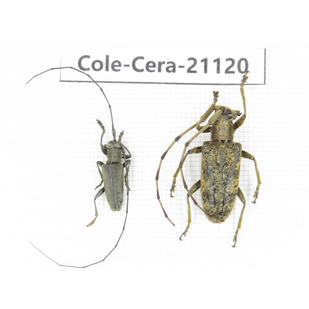 Cerambycidae sp. China, Yunnan, Honghe, Jinping county. 2Pcs. Cole-Cera-21120.